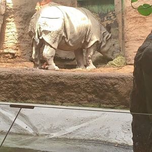 July 2019 - Indian rhinoceros