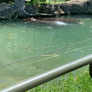 July 2019 - Common hippopotamus