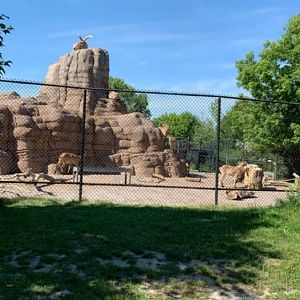 July 2019 - West Caucasian tur