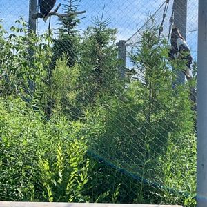 July 2019 - Steller’s sea eagle