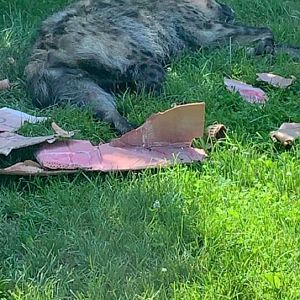 July 2019 - Spotted hyena