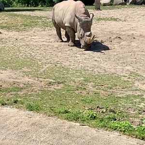 July 2019 - Southern white rhinoceros