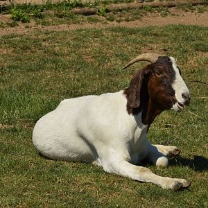 Boer goat
