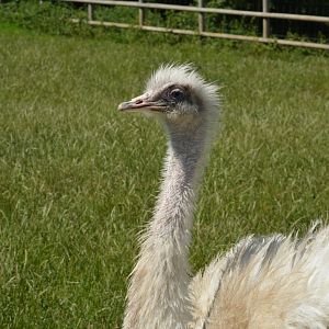 Greater rhea