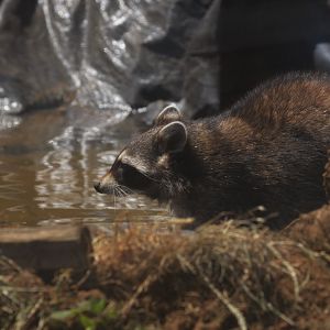 Northern raccoon