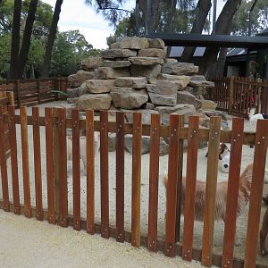 Outdoor Goat Enclosure