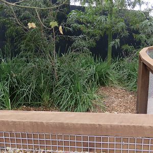 Outdoor Chicken Enclosure