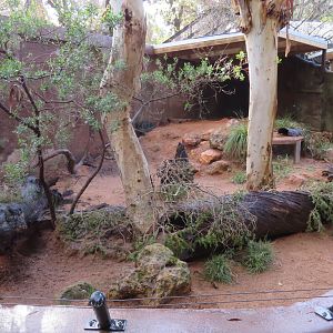 Wombat Enclosure
