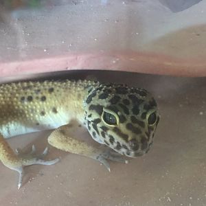 Leopard Gecko