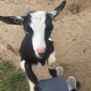 Nigerian Dwarf Goat