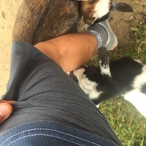 Getting Attacked by Nigerian Dwarf Goats