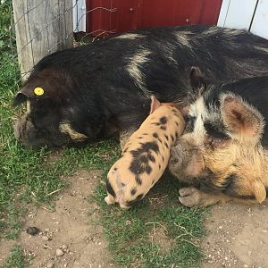 Kune Kune Pigs