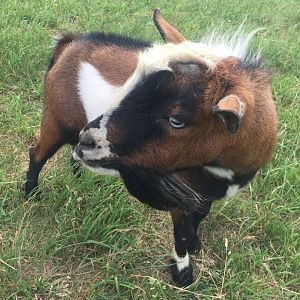 Nigerian Dwarf Goat