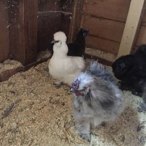 Silkie Chickens