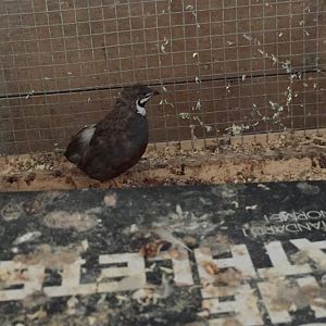 Button Quail