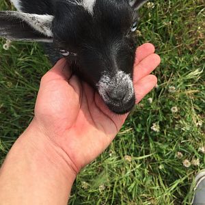 Nigerian Dwarf Goat