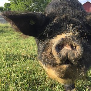 Kune Kune Pig