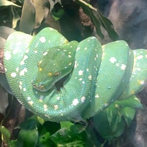 Mar. 2020 - Green tree python