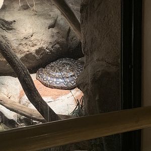 Mar. 2020 - African rock python