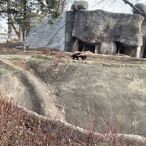 Mar. 2020 - Eurasian wolverine