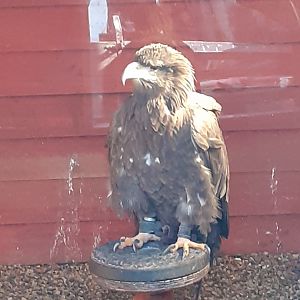 White tailed sea eagle