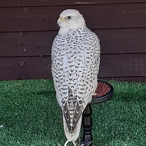 Gyr x saker falcon