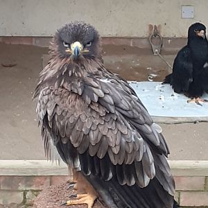 Tawny eagle and verreaux's eagle in background