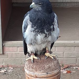 Black chested buzzard eagle