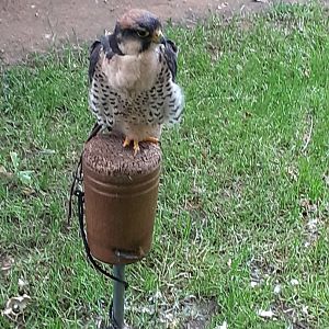 Lanner falcon