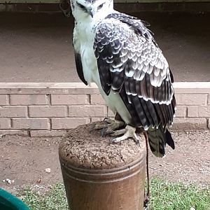 Martial eagle