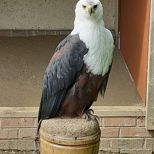 African fish eagle