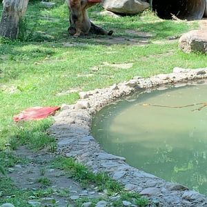 July 2019 - Grizzly bear