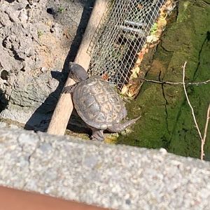 July 2019 - Common snapping turtle