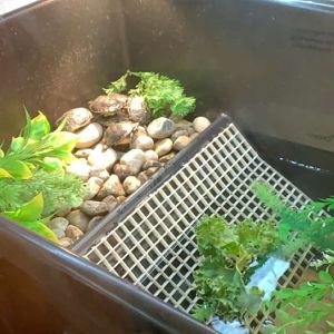 July 2019 - Blanding’s turtle