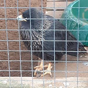 Striated caracara