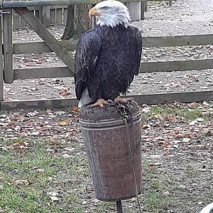 Bald eagle