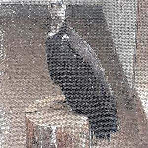 Hooded vulture