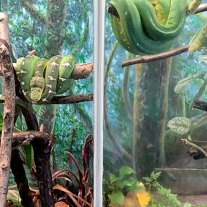 July 2019 - Emerald tree boa and Green tree python