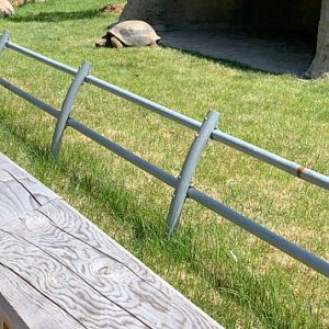 July 2019 - Aldabra giant tortoise