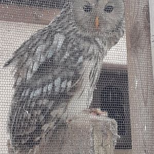 Ural owl