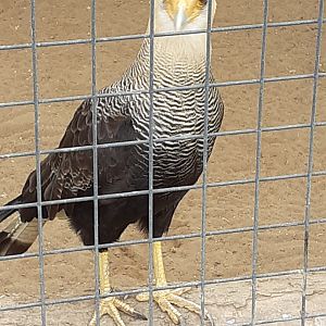 Southern crested caracara