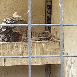 European griffon vulture with chick