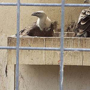 European griffon vulture