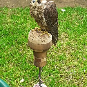 Peregrine falcon