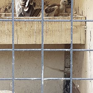 European griffon vulture chick