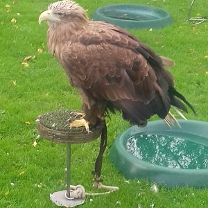 White tailed sea eagle