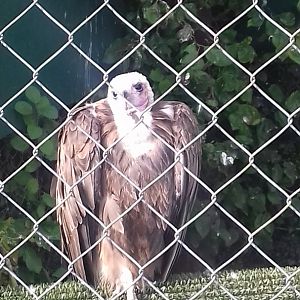 Hooded vulture