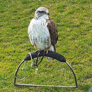 Ferruginous hawk