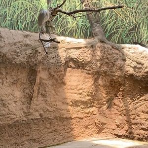 July 2019 - Cattle egret
