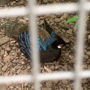 July 2019 - Palawan peacock-pheasant
